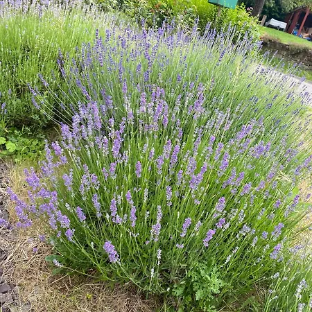 Maison Charmante A Avec Terrasse Et Jardin 3*